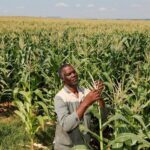 Grundrecht auf Beschäftigung und erschwingliche Grundnahrungsmittel in Afrika